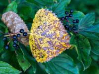 Fleckiges gelbes Pappelblatt hängt in einem Beerenstrauch